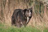 BORDER COLLIE 1457